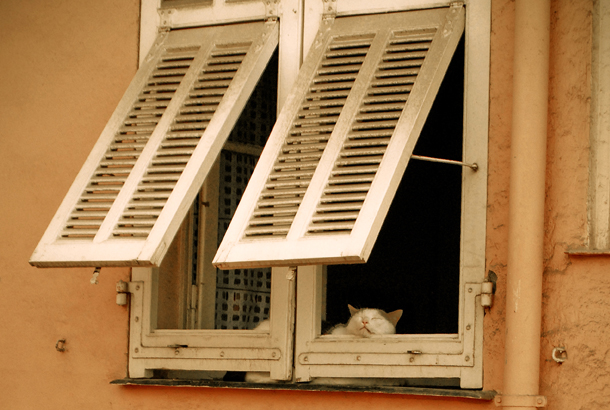 prise de vue d'un chat, graphiste